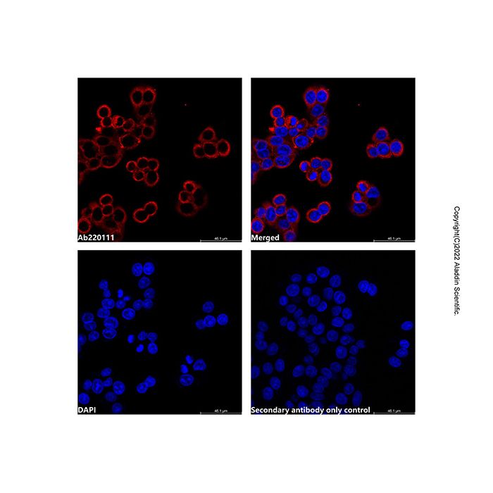 Goat Anti-Human IgG (AF660) (Ready to use)