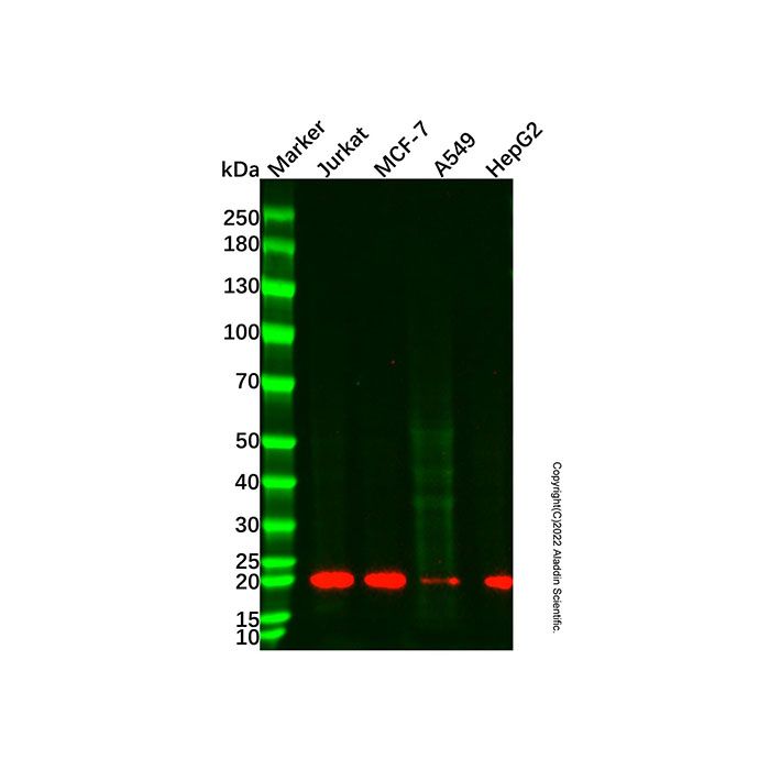 Recombinant BID Antibody