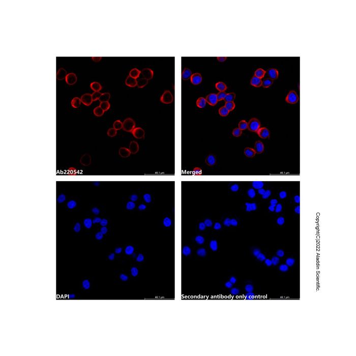 Goat Anti-Human IgG (LumiDye™ Yellow-Green 568)