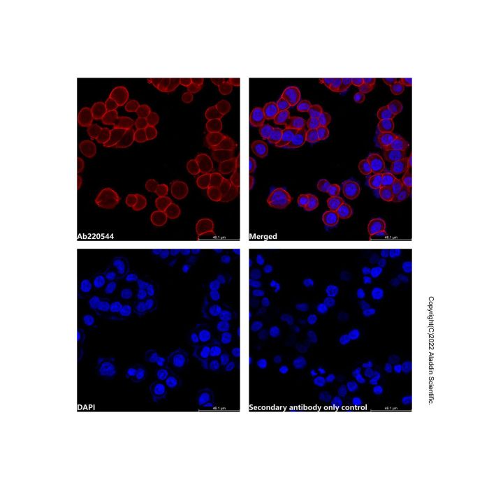 Goat Anti-Human IgG (LumiDye™ Yellow-Green 575)