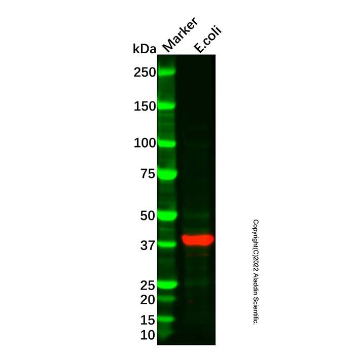 MBP Tag Mouse mAb (Biotin)