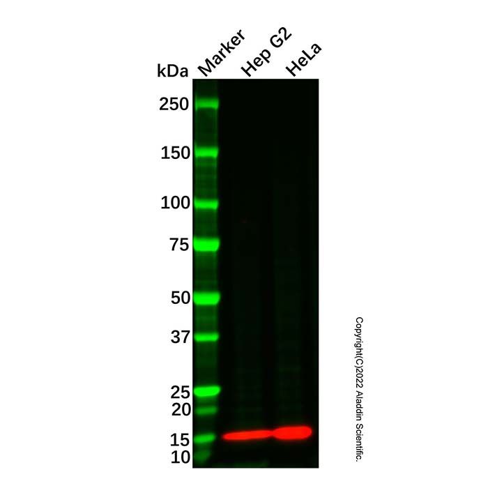 Profilin 1 Mouse mAb (HRP)