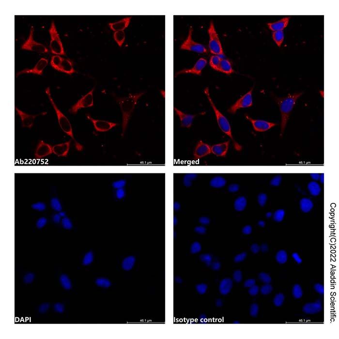 Profilin 1 Mouse mAb (Biotin)
