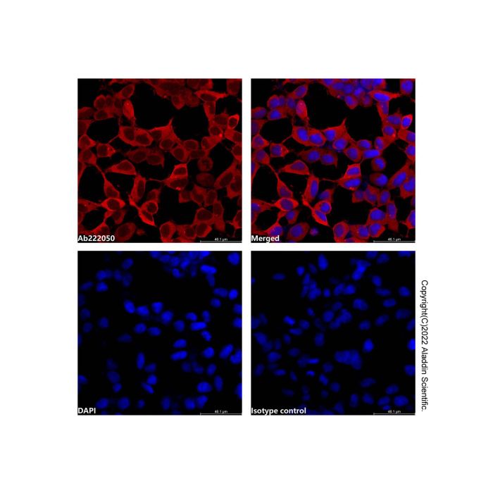 HA tag Mouse mAb (TRITC)