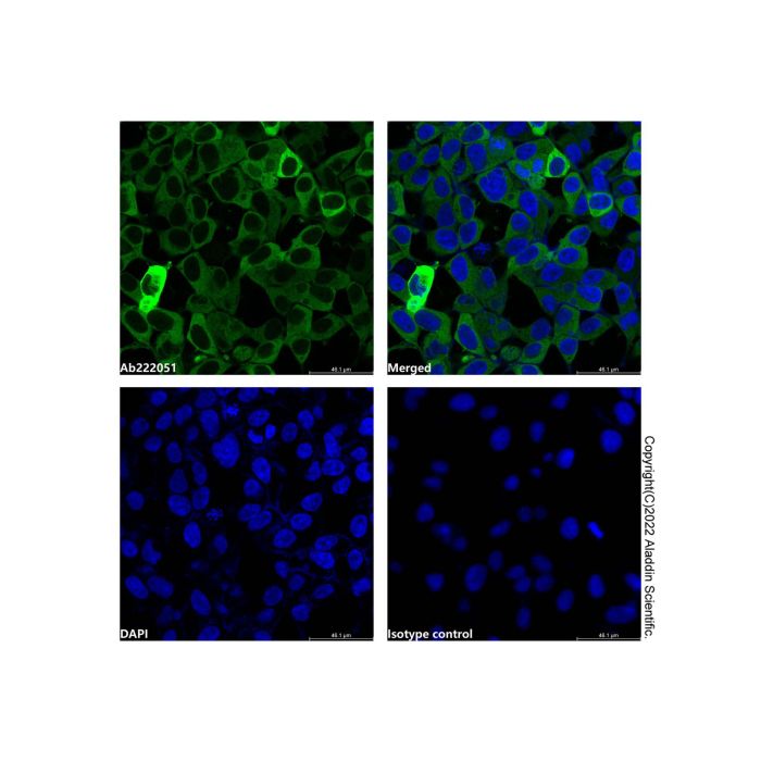 HA tag Mouse mAb (AF488)