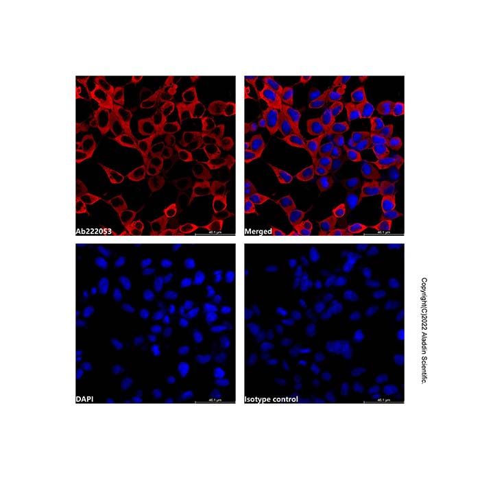 HA tag Mouse mAb (AF647)