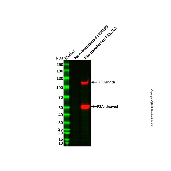 His tag (C-terminal) Mouse mAb (HRP)