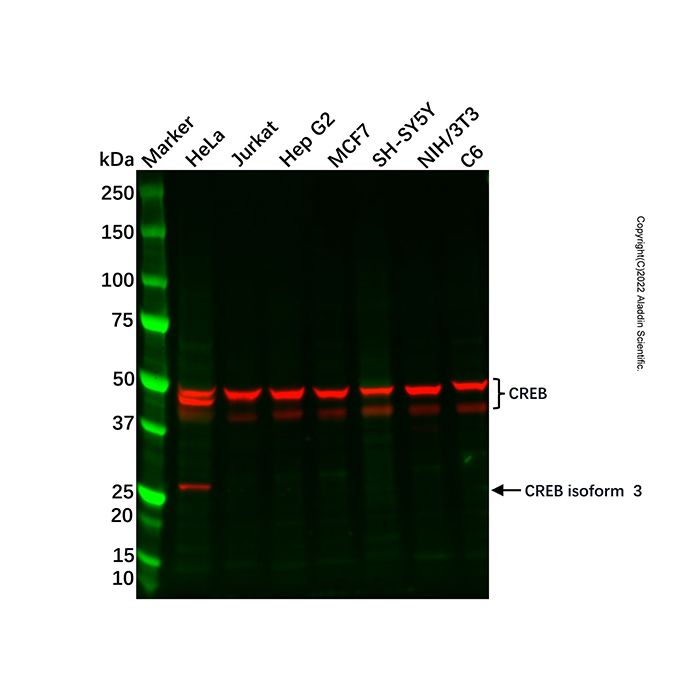 Recombinant CREB Antibody