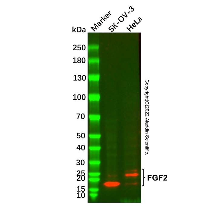 FGF2 Mouse mAb