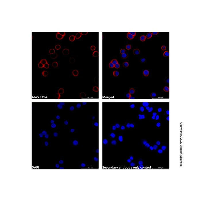 Goat Anti-Rabbit IgG H&L (AF546)