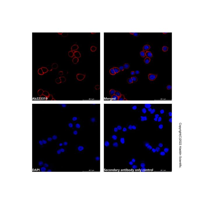 Goat Anti-Rabbit IgG H&L (AF647)