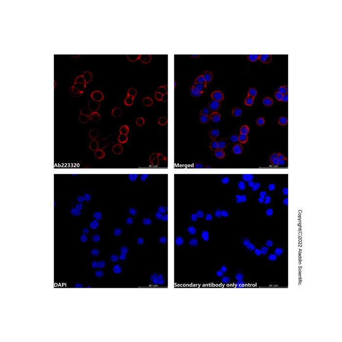 Goat Anti-Rabbit IgG H&L (AF660)