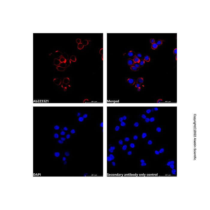 Goat Anti-Rabbit IgG H&L (AF680)