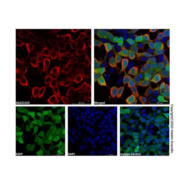 Goat Anti-Rabbit IgG H&L (PE)