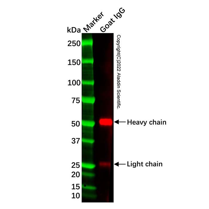 Rabbit Anti-Goat IgG H&L (HRP)