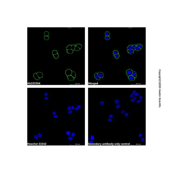 Goat Anti-Mouse IgG H&L (AF488) 