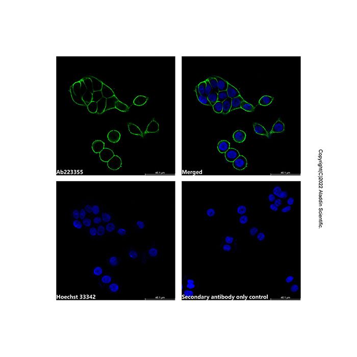 Goat Anti-Mouse IgG H&L (AF532)