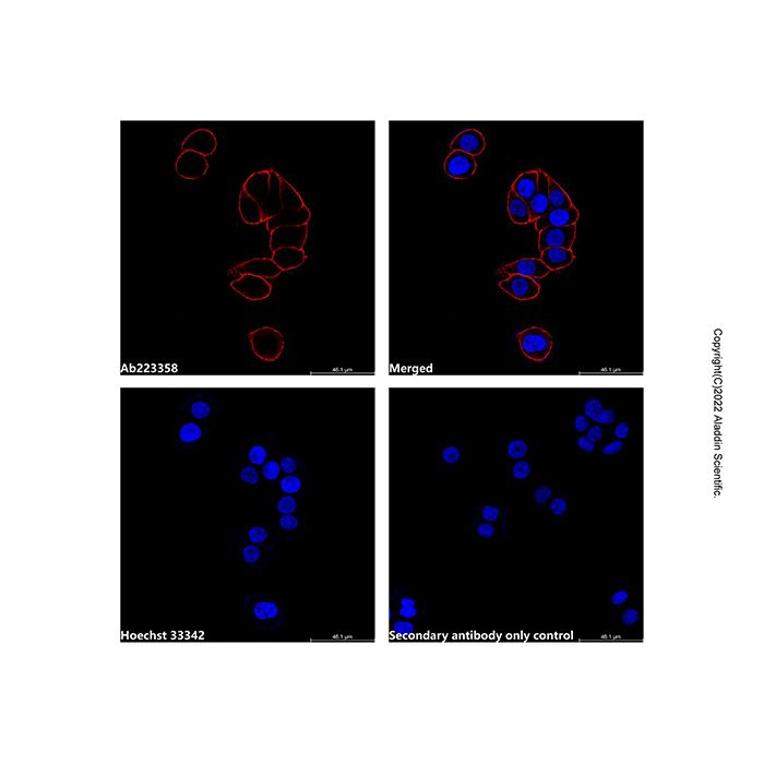 Goat Anti-Mouse IgG H&L (AF568)
