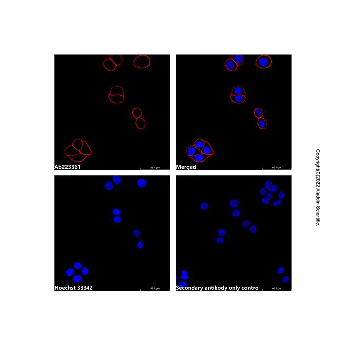 Goat Anti-Mouse IgG H&L (AF647)