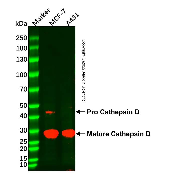 Cathepsin D Mouse mAb