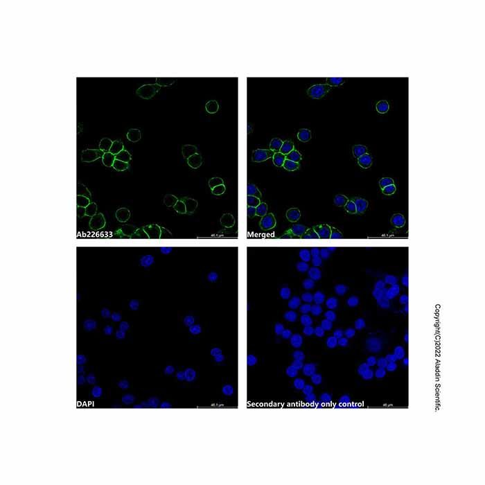 Goat Anti-Rabbit IgG H&L (TRITC) (Ready to use)