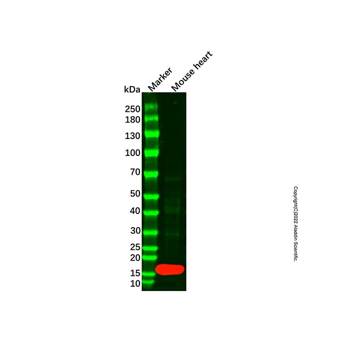 Myoglobin Mouse mAb