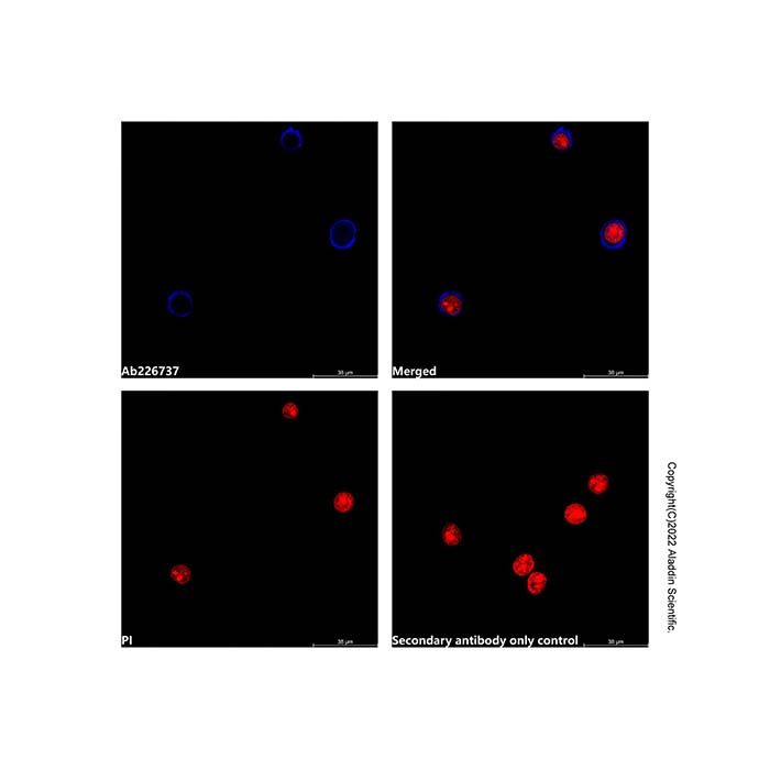 Mouse Anti-Human IgG (AF405)