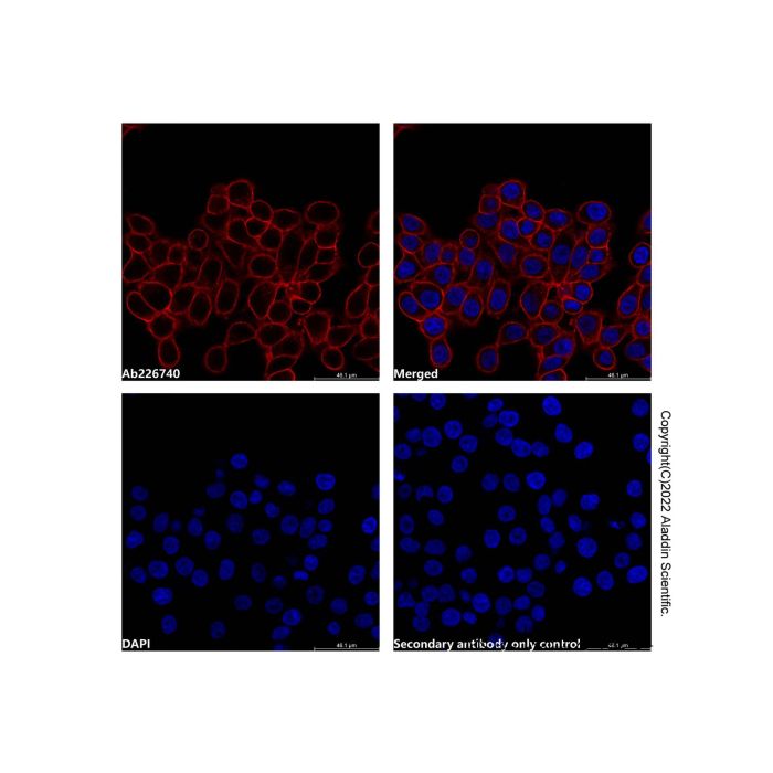 Mouse Anti-Human IgG (AF594)