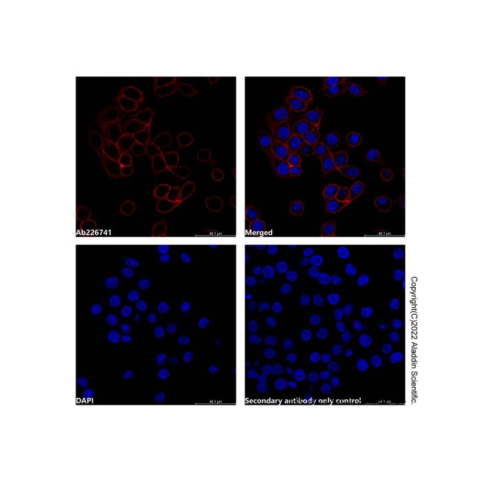 Mouse Anti-Human IgG (AF647)