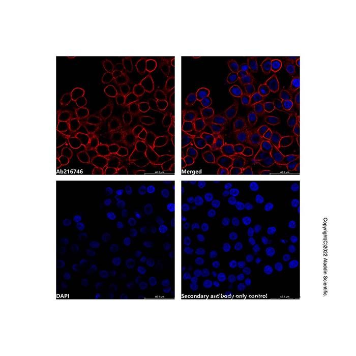 Mouse Anti-Human IgG (Biotin)