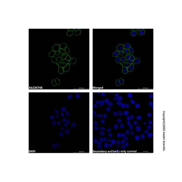 Mouse Anti-Human IgG (FITC)