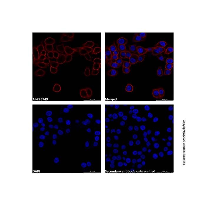 Mouse Anti-Human IgG (PE)