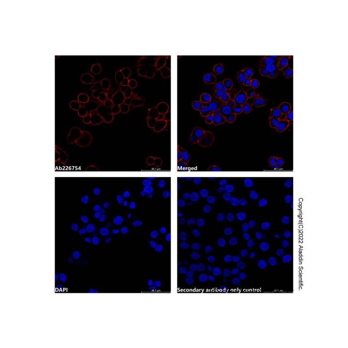Mouse Anti-Human IgG (APC)