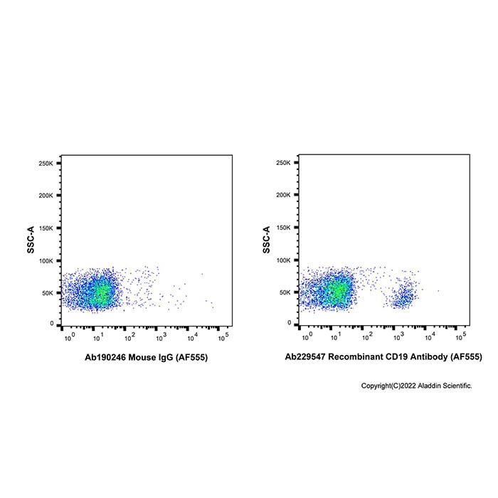 Recombinant CD19 Antibody (AF555) 