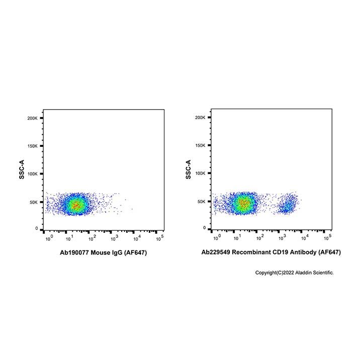 Recombinant CD19 Antibody (AF647) 