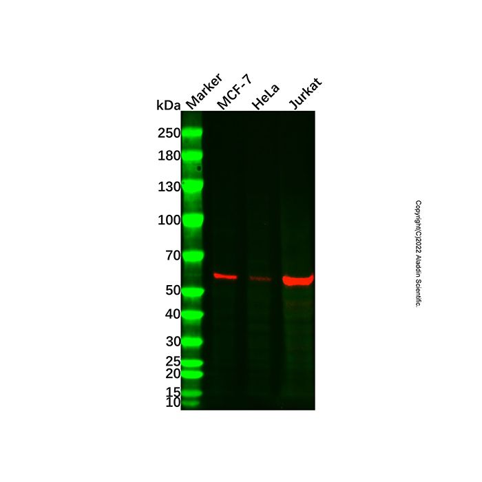 YY1 Mouse mAb