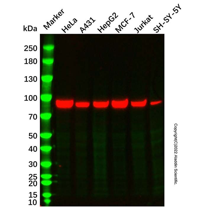 Calnexin Mouse mAb