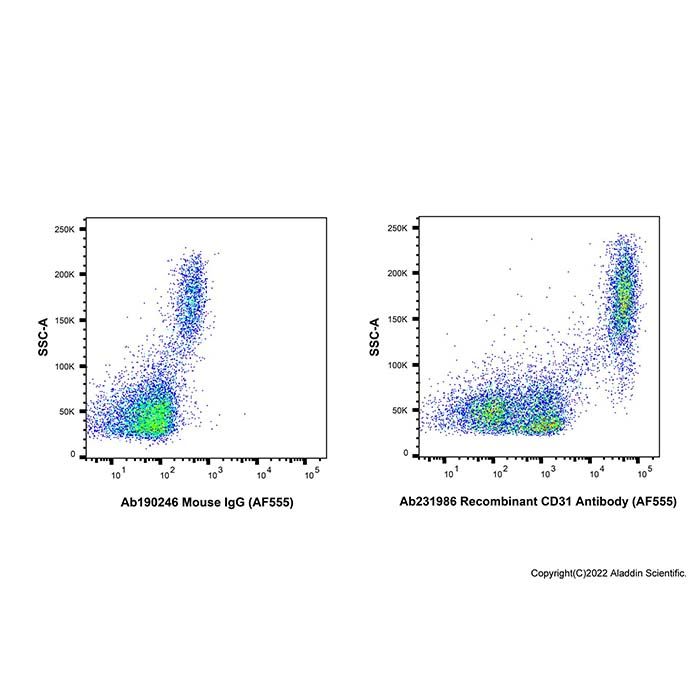 Recombinant CD31 Antibody (AF555)