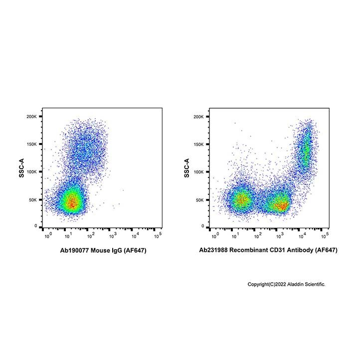 Recombinant CD31 Antibody (AF647)