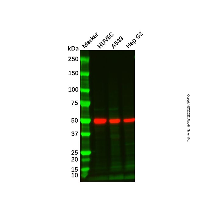 TANK/TRAF2 Mouse mAb 