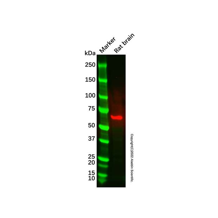 LRRN1 Mouse mAb