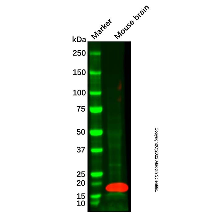 Recombinant VAMP1 Antibody