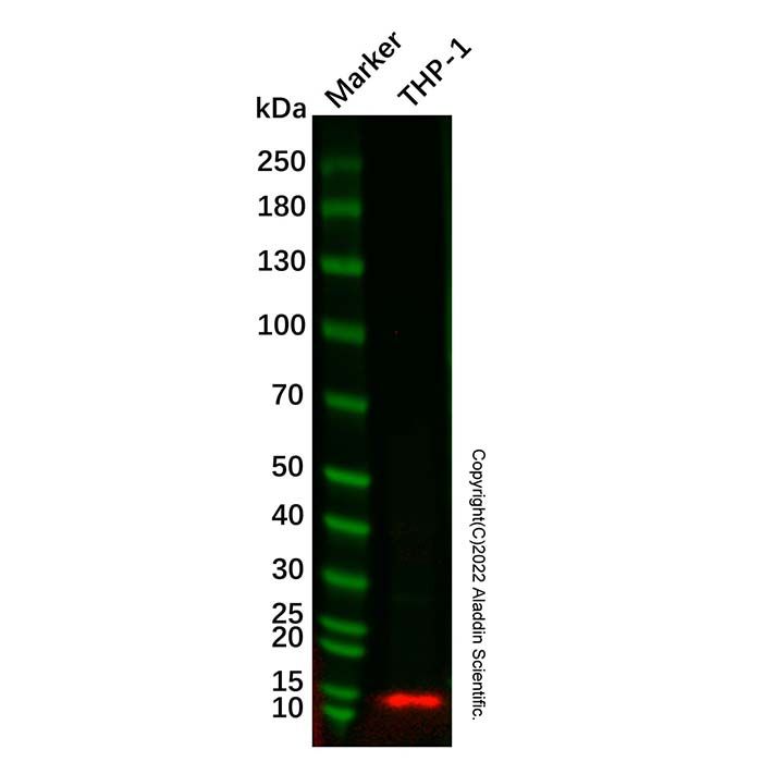 Recombinant Natriuretic peptides A Antibody