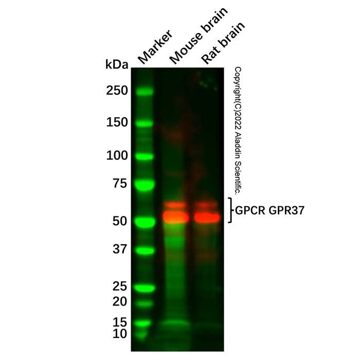 Recombinant GPCR GPR37 Antibody