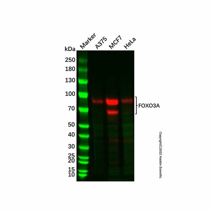 Recombinant FOXO3A Antibody, 
