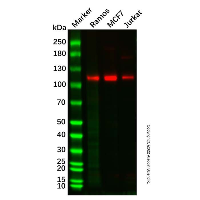 Recombinant PSD93 Antibody 