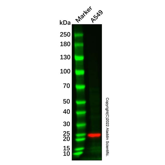 Recombinant Glutathione Peroxidase 2/GPX2 Antibody 