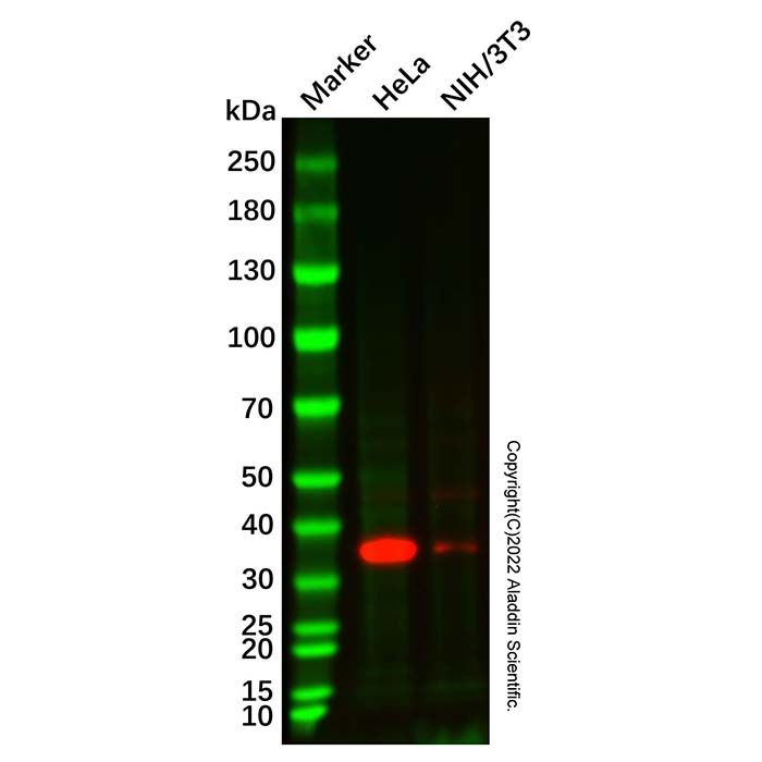 Recombinant EMAP II/AIMP1 Antibody