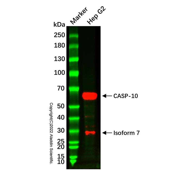 Recombinant Caspase-10/CASP-10 Antibody