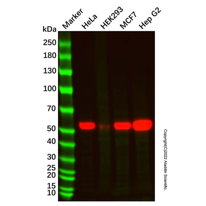 Recombinant LAP3 Antibody 